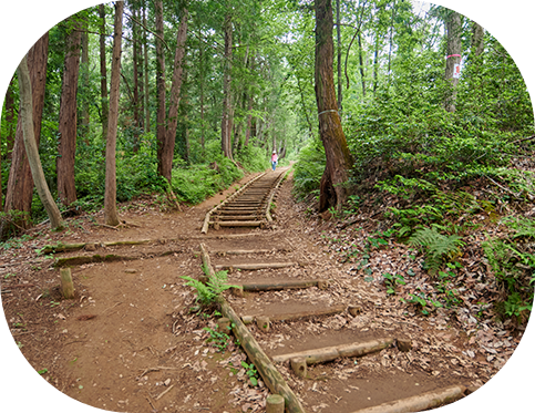 1本道の脇に木が生い茂っている風景。