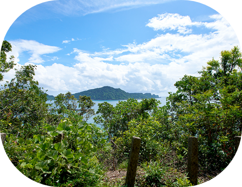 青空には白い雲がかかっており、遠くには山が見える。手前には木や雑草が生えている。