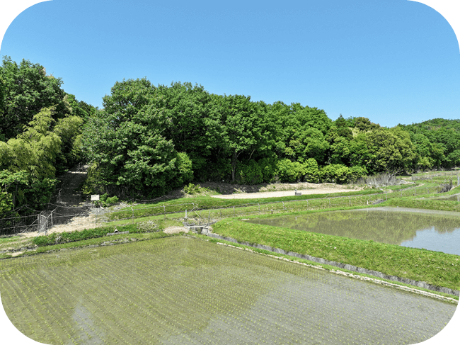 小さな苗が植えてある田んぼの風景。