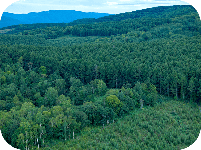 木が生い茂った森の風景。