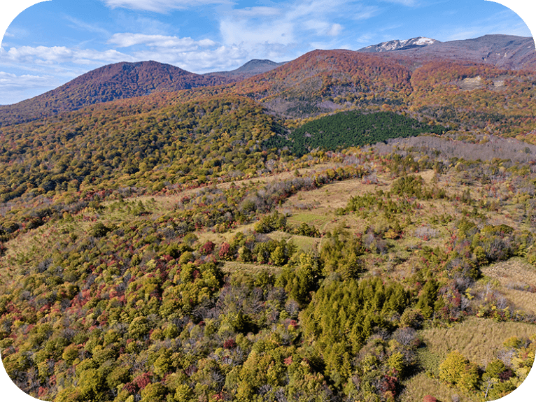 山の斜面の風景。たくさんの紅葉した木々が見える。