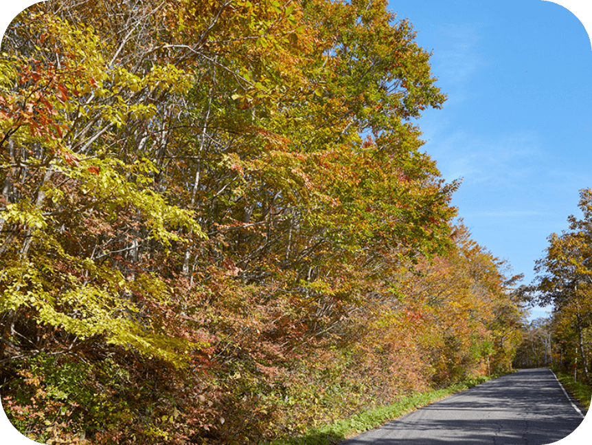 紅葉した木と道路の風景。