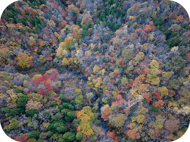 真上からとった森の風景。紅葉した木や葉が落ちた木、緑の木が混ざっている。