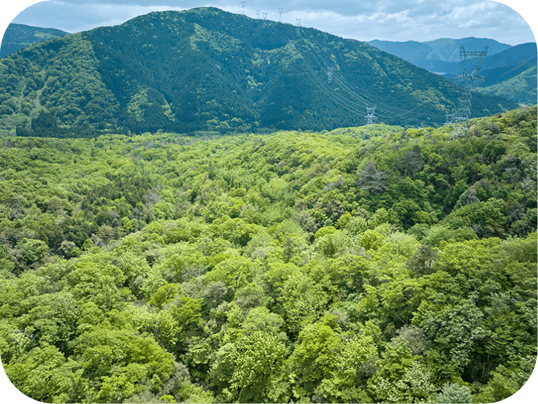 生い茂った森の奥に大きな山が見えます。