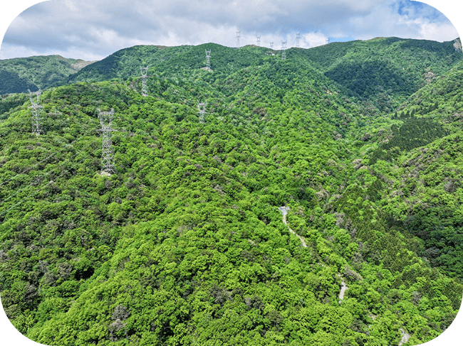 緑豊かな山の斜面に電波塔が建っています。