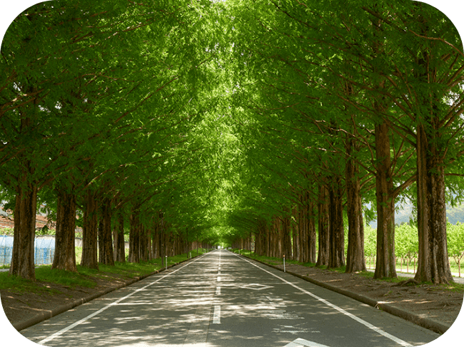 奥までまっすぐ続く1本の道路。道の脇には木が均等に並んでいる。