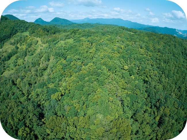 木が密集した森の風景。森も奥には空が見える。