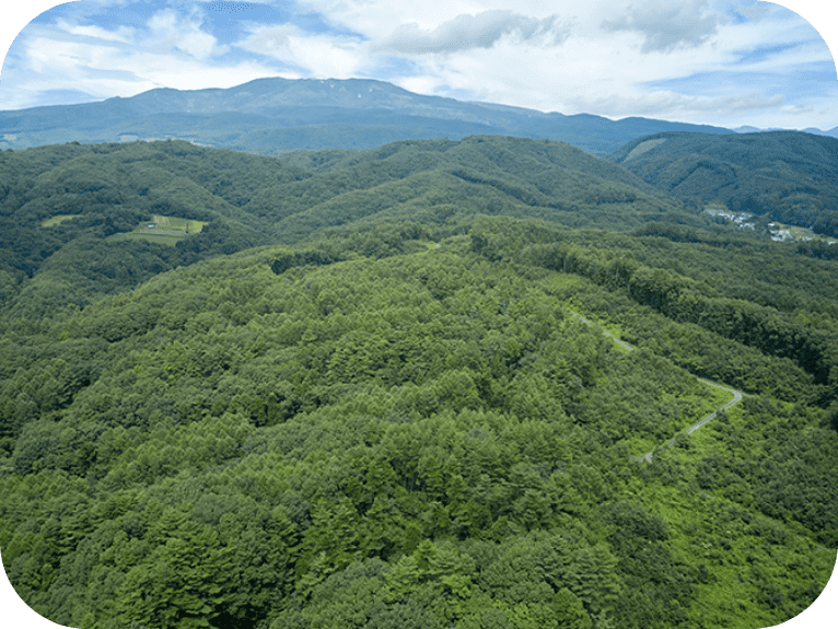 空から見た広大な森の風景。奥には山が見える。