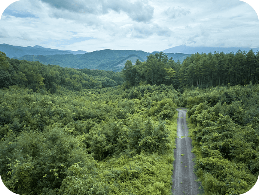 森の中を通る1本道。奥には山と空が見える。