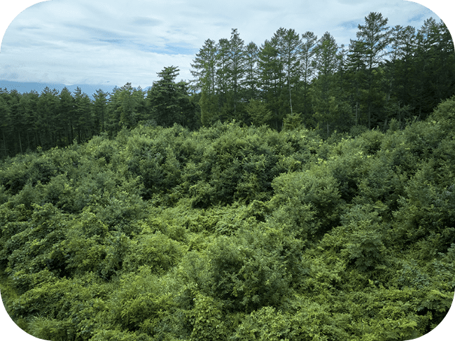 木や雑草が生い茂った森の風景。