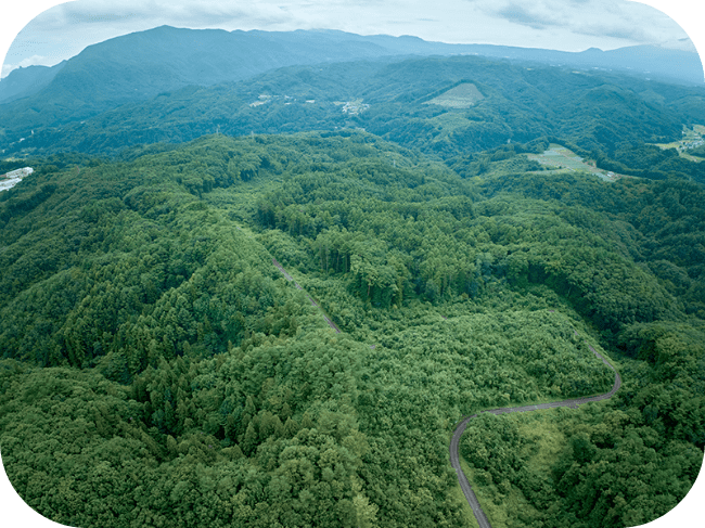 空から見た広大な森の風景。手前に道路が見える。