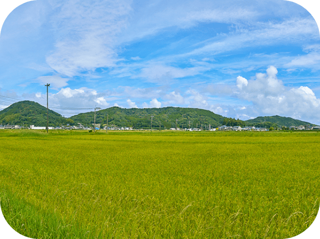 広い田んぼの奥に住宅や山が見えます。