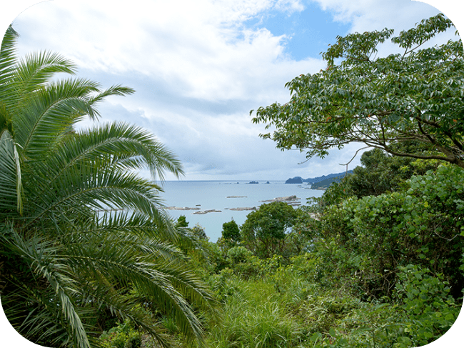 南国風の木の間から見た海の風景。海にはいくつかの岩が見えます。