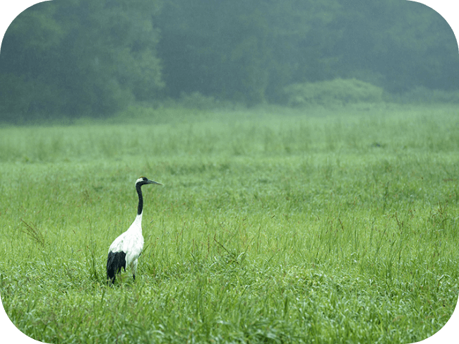 芝の中にいる白と黒の鳥1匹。