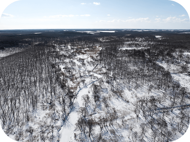 空から見た冬の森の風景。葉は落ちて木の幹や枝が見えており、地面には雪が積もっている。