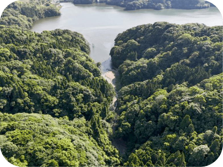 空から見た森の風景。奥には川が少し見える。