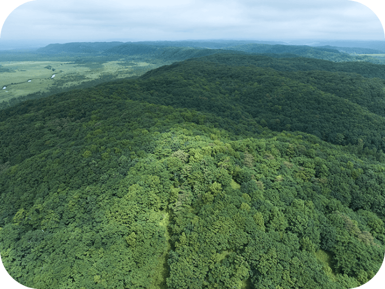 空から見た広大な森の風景。